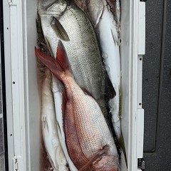 8月28日（金）午前便・タテ釣りの写真その11
