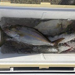 8月30日（日）午前・午後便・タテ釣りの写真その8