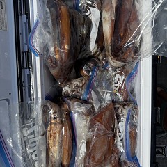 8月 30日（日）一日便・スルメイカ釣りの写真その8