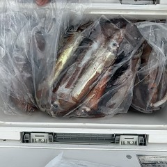 9月 3日（木）一日便・スルメイカ釣りの写真その8