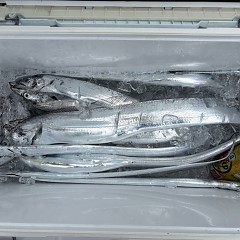 9月12日（土）午前便・タチウオ釣りの写真その6