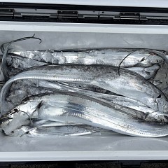 9月12日（土）午前便・タチウオ釣りの写真その7