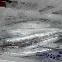 9月 13日（日）午前便・タチウオ釣りの写真その12