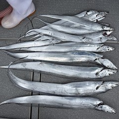 9月14日(月)午前便・タチウオ釣りの写真その4