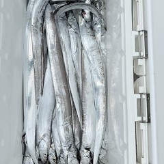 9月14日(月)午前便・タチウオ釣りの写真その8
