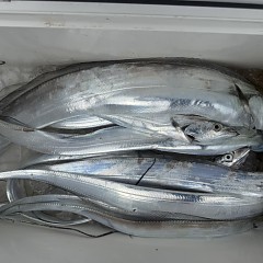 9月 19日（土）午前便・タチウオ釣りの写真その7