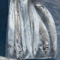 9月 23日（水）午前便・タチウオ釣りの写真その7