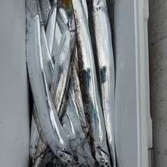 9月 23日（水）午前便・タチウオ釣りの写真その8