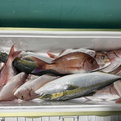 9月 23日（水）午後便・ウタセ真鯛の写真その7