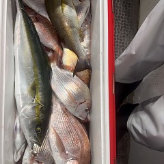 9月 23日（水）午後便・ウタセ真鯛の写真その9