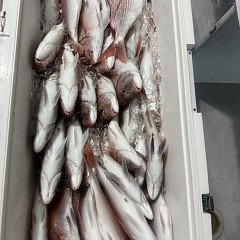 9月 25日（金）午後便・ウタセ真鯛の写真その7