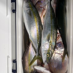 9月 25日（金）午後便・ウタセ真鯛の写真その8