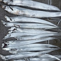 9月 26日（土）午前便・タチウオ釣りの写真その7