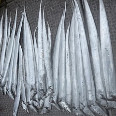 9月 26日（土）午前便・タチウオ釣りの写真その9