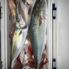 9月 26日（土）午後便・ウタセ真鯛の写真その11