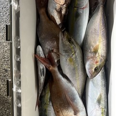 9月27日（日）午後便・ウタセ真鯛の写真その11