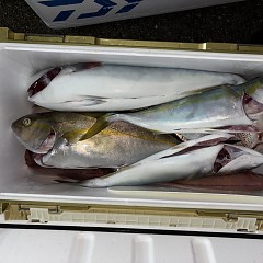 9月29日（火）午後便・ウタセマダイ釣りの写真その1