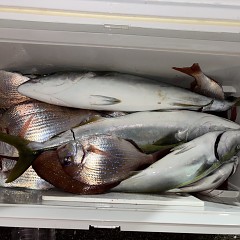 9月29日（火）午後便・ウタセマダイ釣りの写真その3