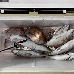 9月29日（火）午後便・ウタセマダイ釣りの写真その6