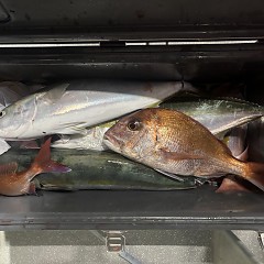 9月30日（水）午後便・ウタセマダイの写真その8