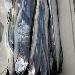 10月 2日（金）午前便・タチウオ釣りの写真その11