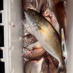 10月 12日（月）午後便・ウタセ真鯛の写真その11