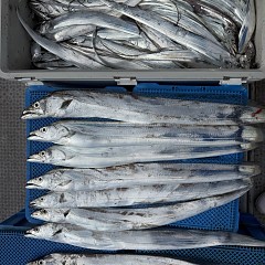 10月 20日（火）午前便・タチウオ釣りの写真その9