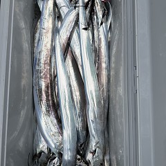 10月 20日（火）午前便・タチウオ釣りの写真その12