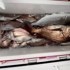 10月 22日（木）午後便・ウタセ真鯛の写真その9