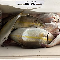 10月 29日（木）午後便・ウタセ真鯛の写真その9