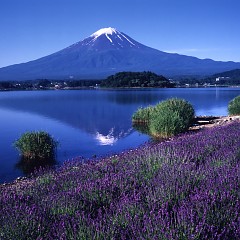 河口湖ハーブフェスティバルの画像