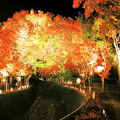 河口湖紅葉祭りの画像