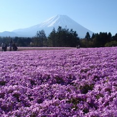 富士芝桜まつりの画像