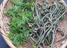 春の山菜（裏山にて収穫）